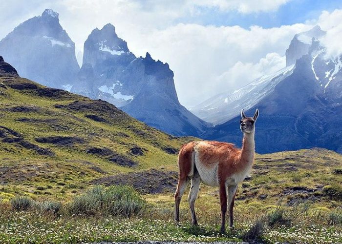 40_animales_nativos_de_chile_2086_orig